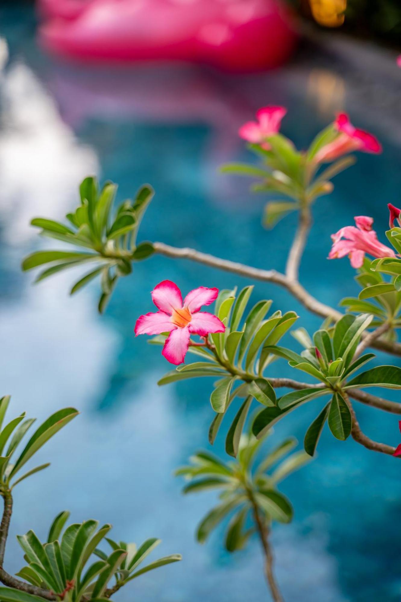 Alana Homestay Hội An Ngoại thất bức ảnh